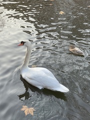Cygnus olor