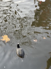 Fulica atra