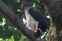 Leucopternis semiplumbeus