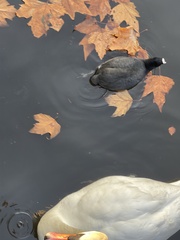 Fulica atra