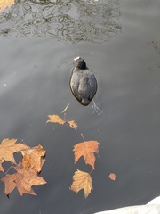 Fulica atra