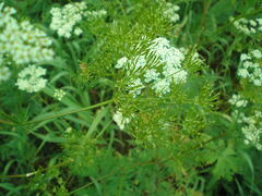 Chaerophyllum prescottii