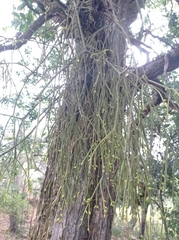 Rhipsalis baccifera