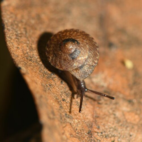 Laoma mariae, 2022-12-11