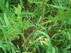 Chaerophyllum prescottii