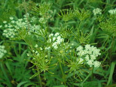 Chaerophyllum prescottii