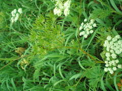 Chaerophyllum prescottii