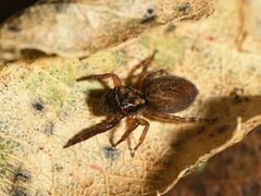 Trite auricoma