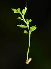 Asplenium bulbiferum