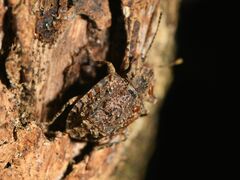 Syrphetodes marginatus