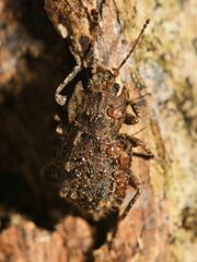 Syrphetodes marginatus