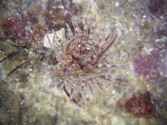 Aulactinia