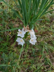 Narcisseae