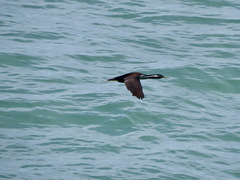 Phalacrocorax punctatus