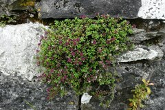 Thymus praecox
