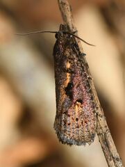 Cryptaspasma querula