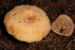 Paralepista gilva