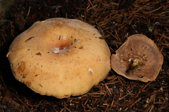 Paralepista gilva