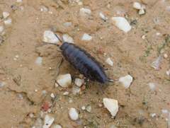 Porcellionides sexfasciatus