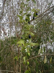 Passiflora biflora