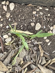 Paspalum langei