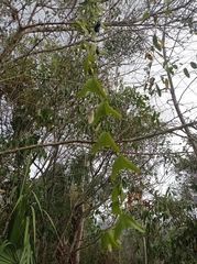 Passiflora biflora