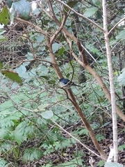 Fringilla coelebs canariensis