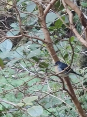 Fringilla coelebs canariensis