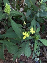 Barleria oenotheroides