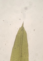 Weissia brachycarpa