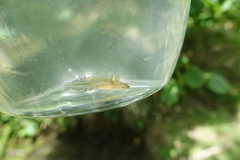 Triturus carnifex