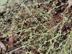 Polygonella polygama