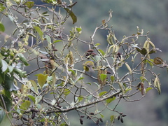 Cnemoscopus rubrirostris