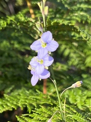 Heliophila linearis