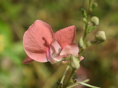 Macroptilium lathyroides