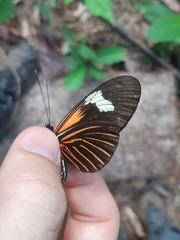Heliconius erato emma