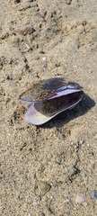 Mytilidae