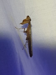 Raptrix perspicua