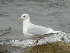 Larus glaucoides kumlieni