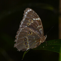 Morpho helenor anakreon