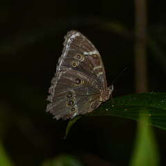 Morpho helenor anakreon