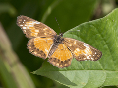 Chlosyne lacinia