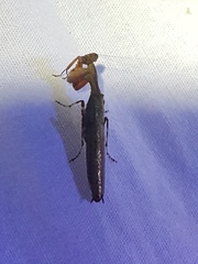 Raptrix perspicua