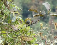 Cnemoscopus rubrirostris