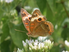 Junonia zonalis