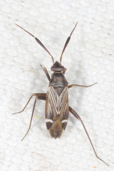 Cremnocephalus alpestris