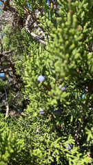 Juniperus ashei