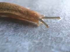 Veronicellidae
