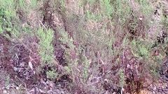 Erica lusitanica