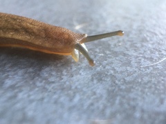 Veronicellidae